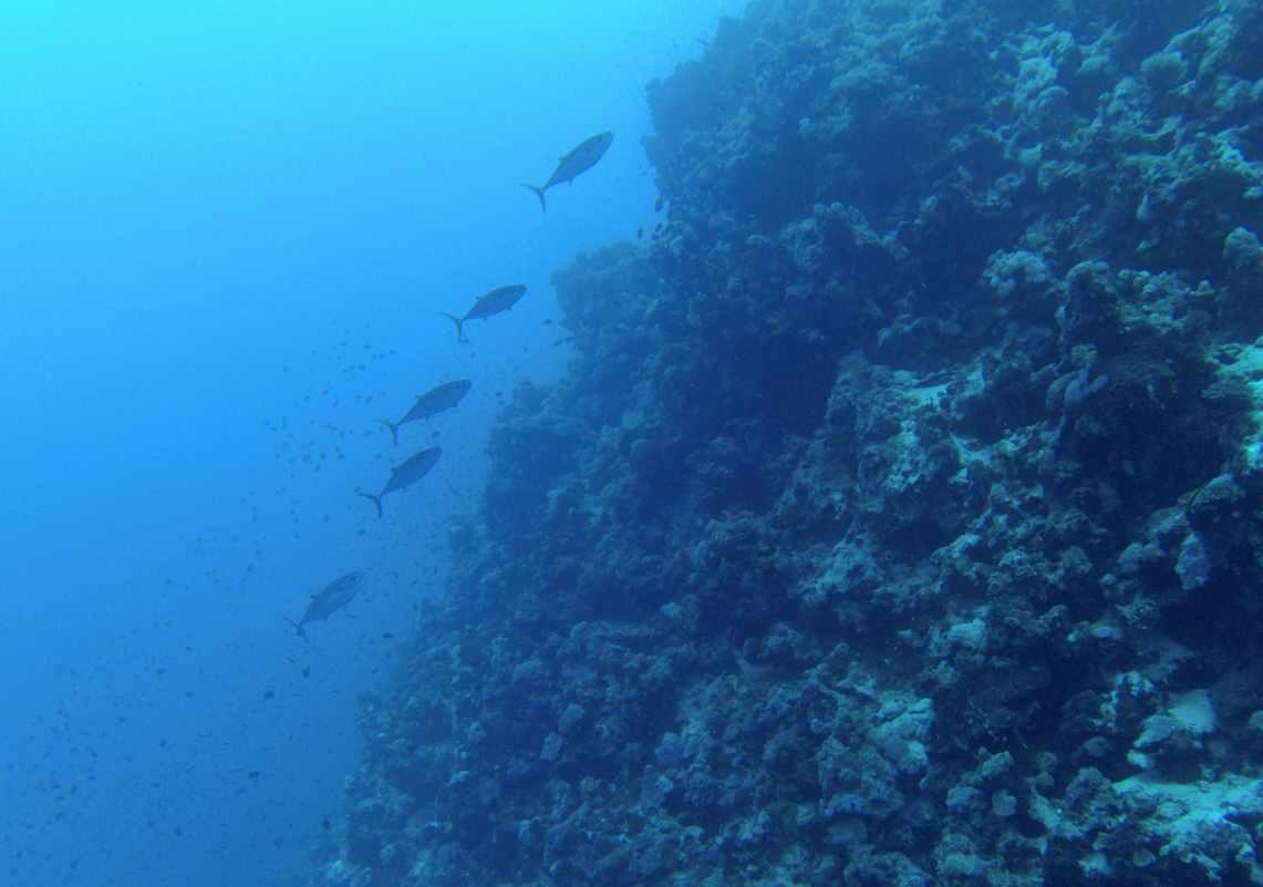 荒岛枪训